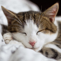 Cat sleeping on a pillow