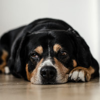 Dog laying on the floor