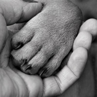 Paw in hand